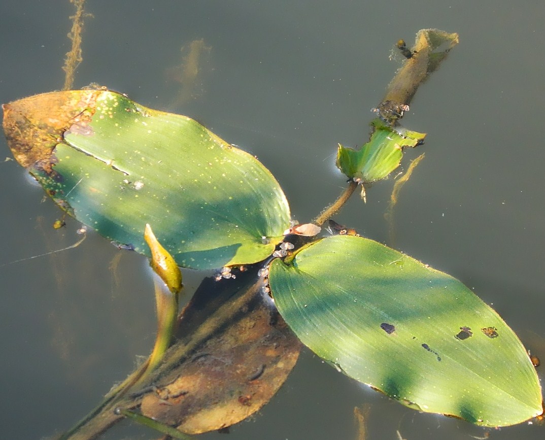 Image of Potamogeton natans specimen.