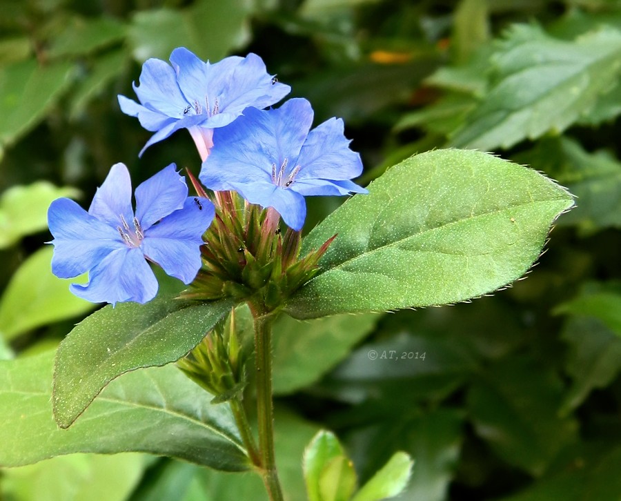 Image of Ceratostigma plumbaginoides specimen.