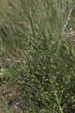 Asparagus officinalis. Плодоносящее растение с незрелыми плодами. Белгородская обл., окр. пос. Борисовка, Острасьев Яр, степь. 30.06.2009.