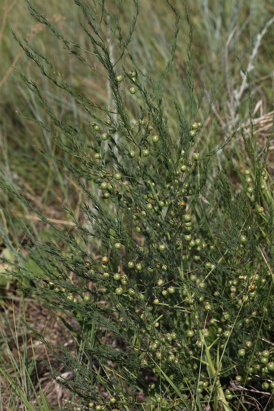 Изображение особи Asparagus officinalis.