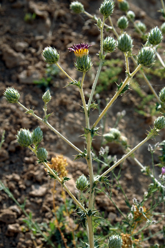 Image of Cousinia vicaria specimen.