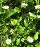 Bellis perennis. Группа цветущих растений. Москва, ГБС. 3 октября 2008 г.