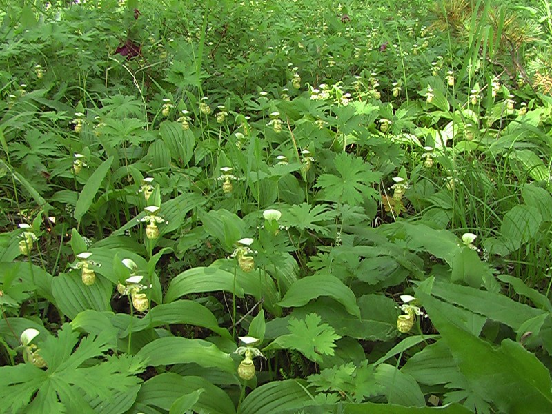 Image of Cypripedium yatabeanum specimen.