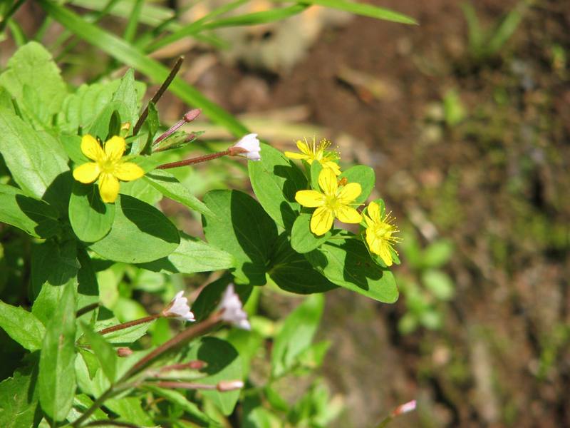 Изображение особи Hypericum kamtschaticum.