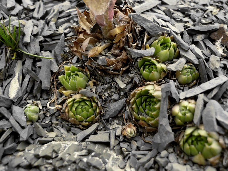 Image of Sempervivum caucasicum specimen.