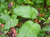 Rumex obtusifolius