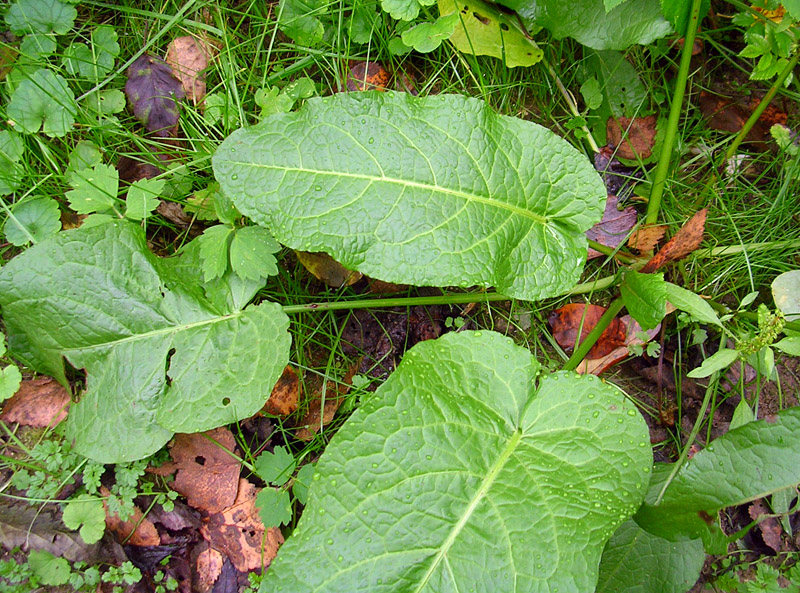 Image of Rumex obtusifolius specimen.