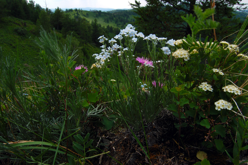 Изображение особи Eritrichium pectinatum.