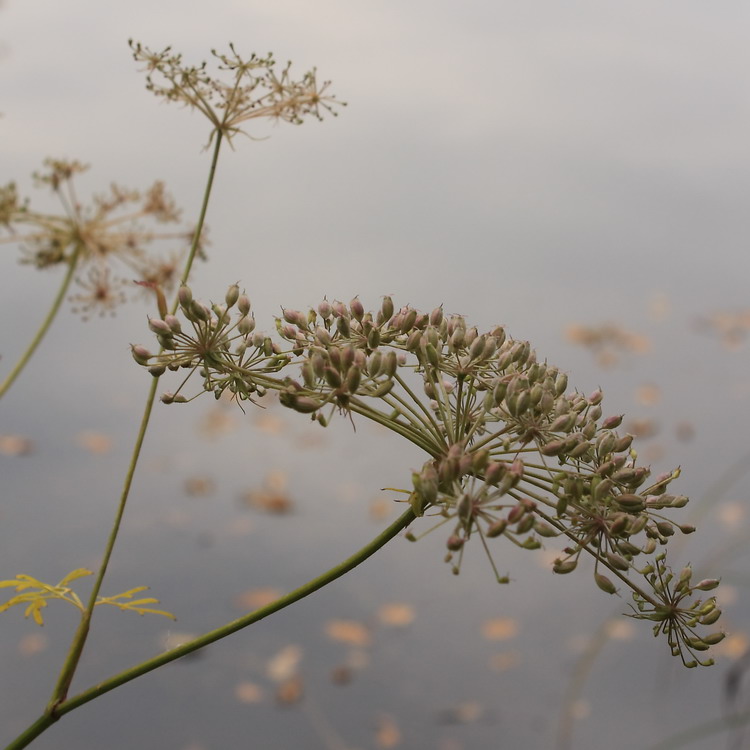 Изображение особи Thyselium palustre.