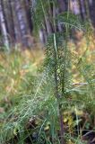 genus Achillea