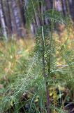 Achillea