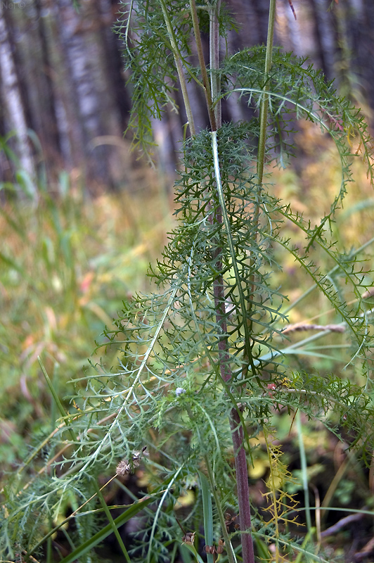 Изображение особи род Achillea.