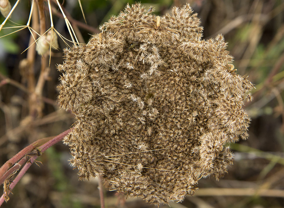 Image of Daucus carota specimen.