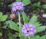 Primula denticulata. Соцветия. Цветущие растения. Санкт-Петербург, ботанический сад СПбГУ. 14.05.2010.