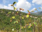 Cotoneaster suavis