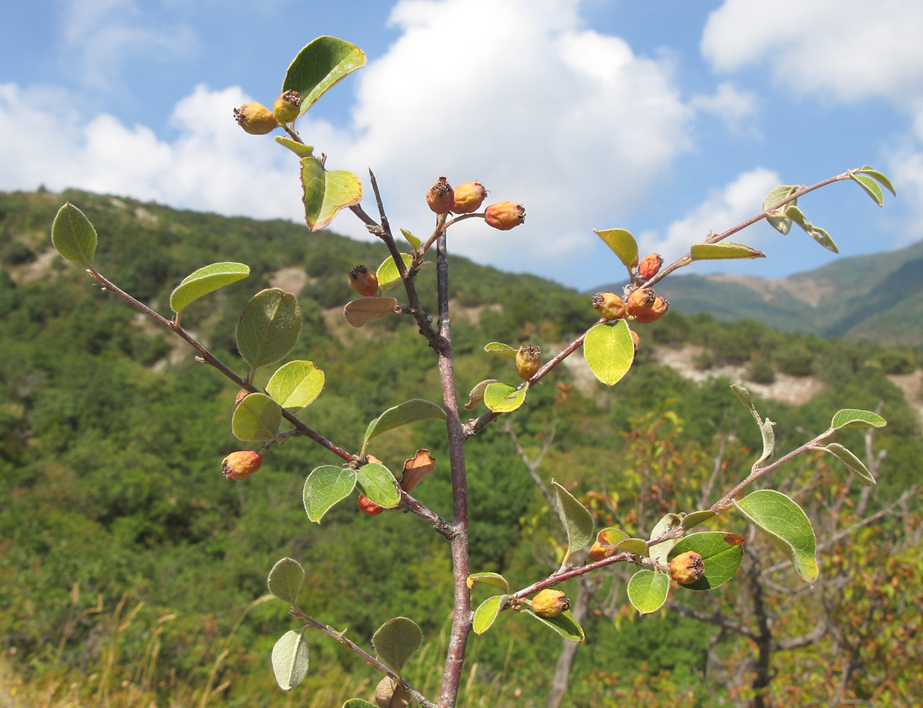 Изображение особи Cotoneaster suavis.