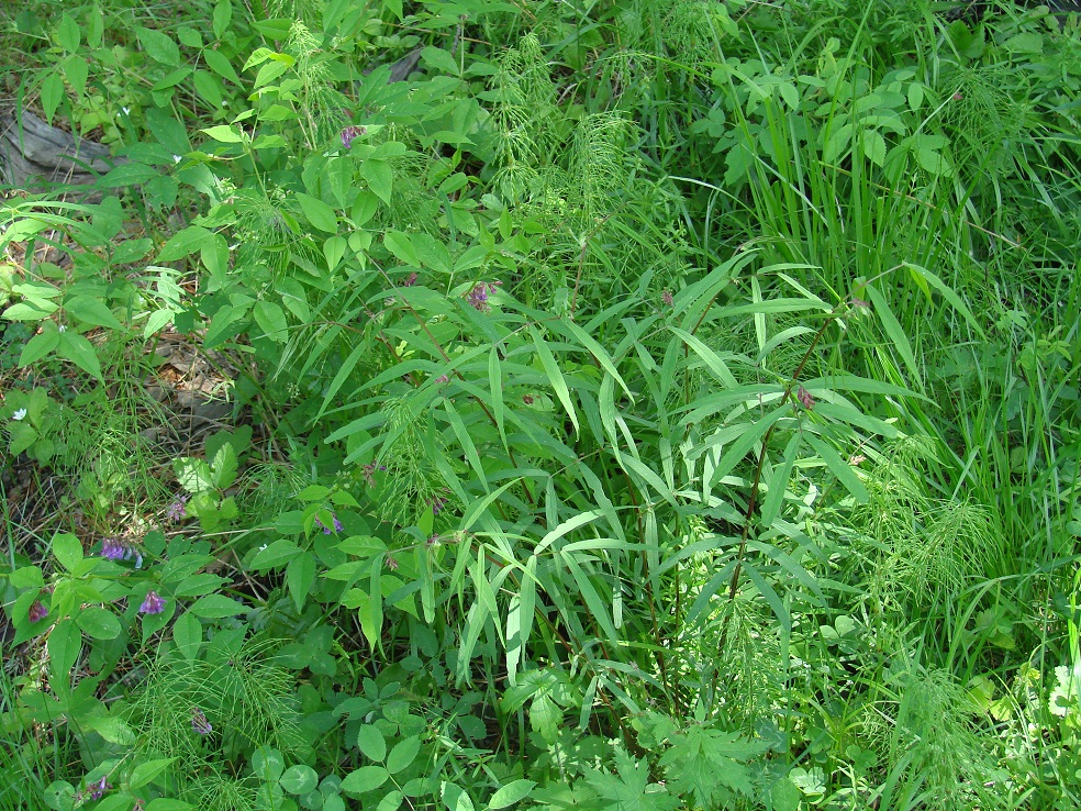Image of Vicia venosa specimen.
