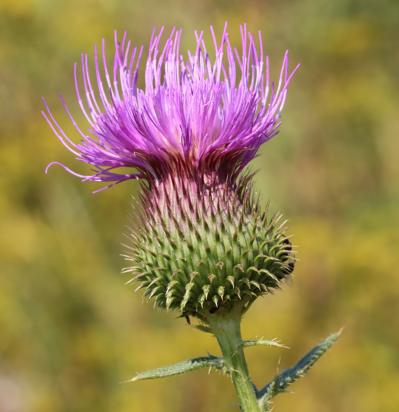 Image of Cirsium ukranicum specimen.