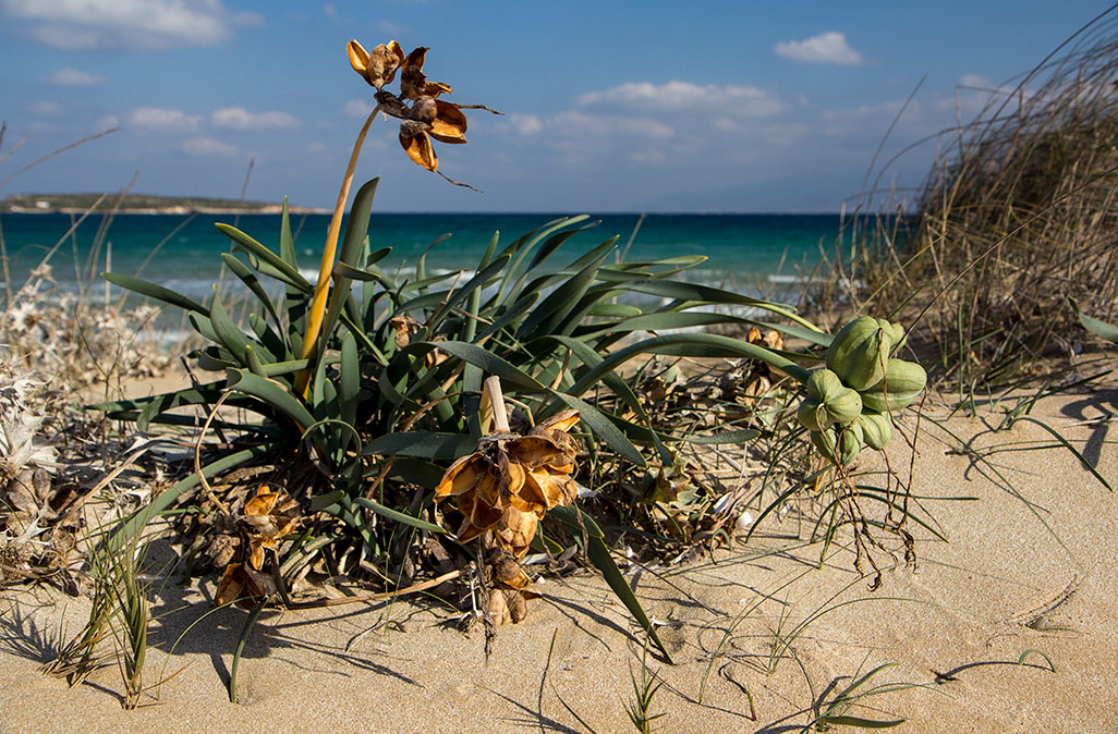 Изображение особи Pancratium maritimum.