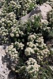 Spiraea pilosa. Верхушка цветущего растения. Южный Казахстан, горы Алатау (Даубаба), гребень хребта восточнее Восточного перевала, ~1650 м н.у.м. 04.07.2014.