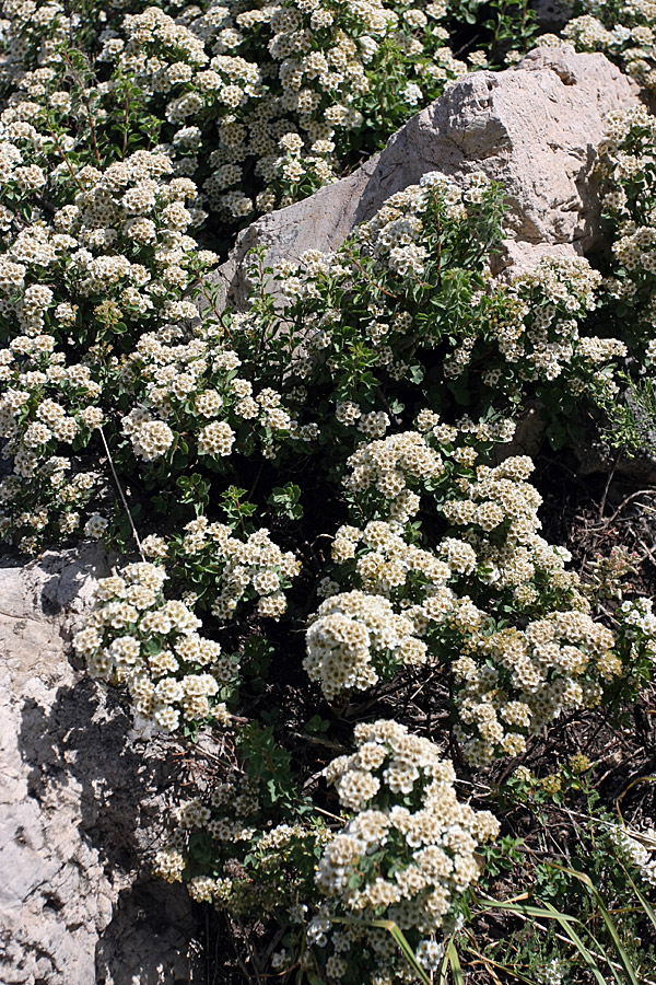 Image of Spiraea pilosa specimen.