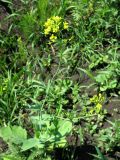 Brassica campestris