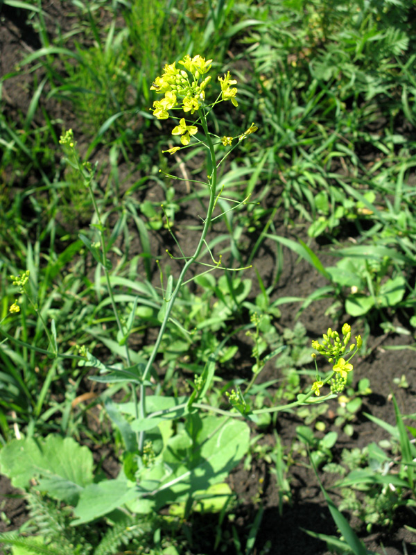 Изображение особи Brassica campestris.