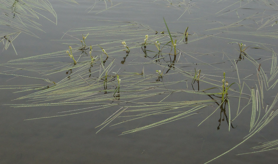 Image of Sparganium gramineum specimen.