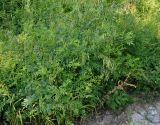 Sophora flavescens