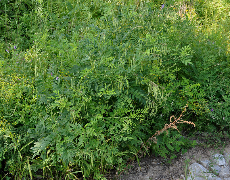 Image of Sophora flavescens specimen.