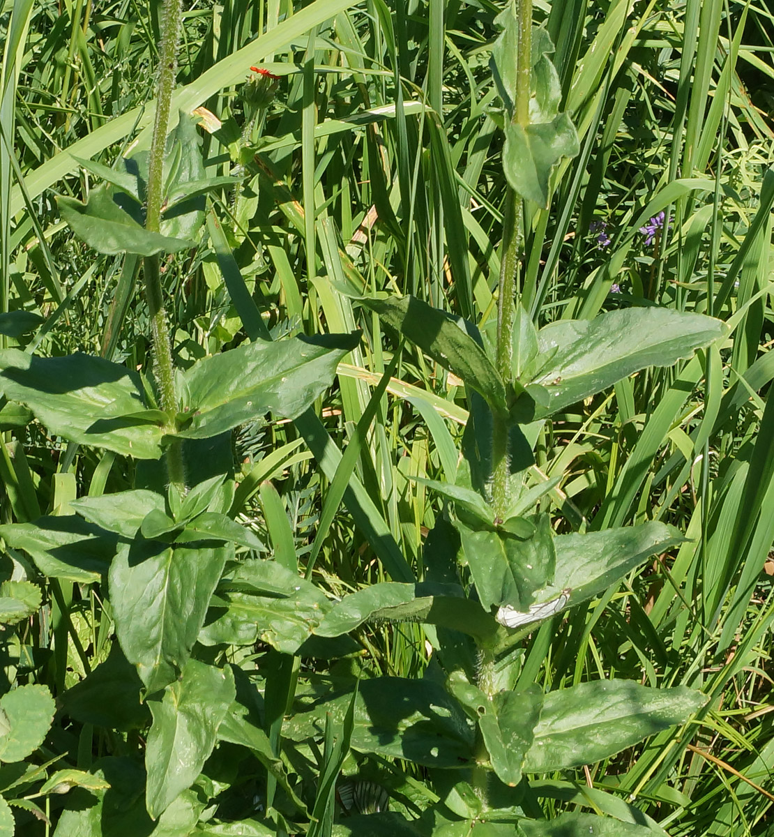 Изображение особи Lychnis chalcedonica.