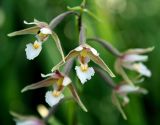 Epipactis palustris