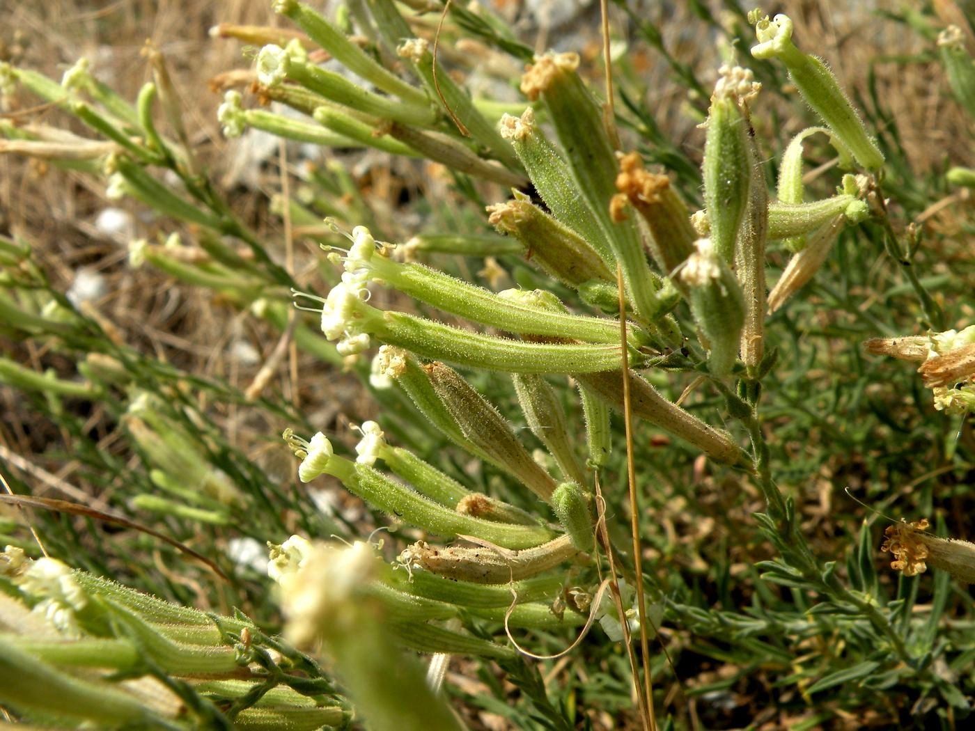 Изображение особи Silene syreistschikowii.