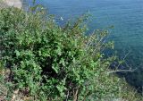 Cotoneaster melanocarpus. Плодоносящий кустарник. Иркутская обл., берег озера Байкал, окр. пос. Большие Коты, обрывистый сухой склон. 02.07.2015.