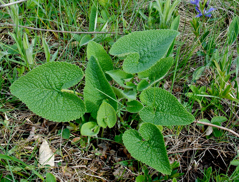 Изображение особи Phlomoides tuberosa.