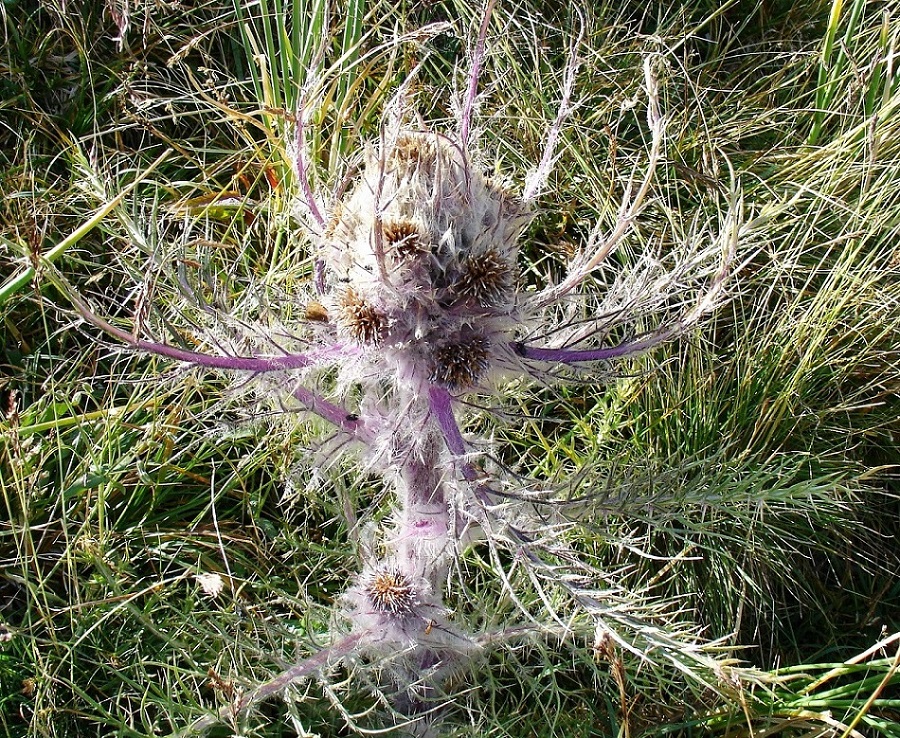 Image of Schmalhausenia nidulans specimen.