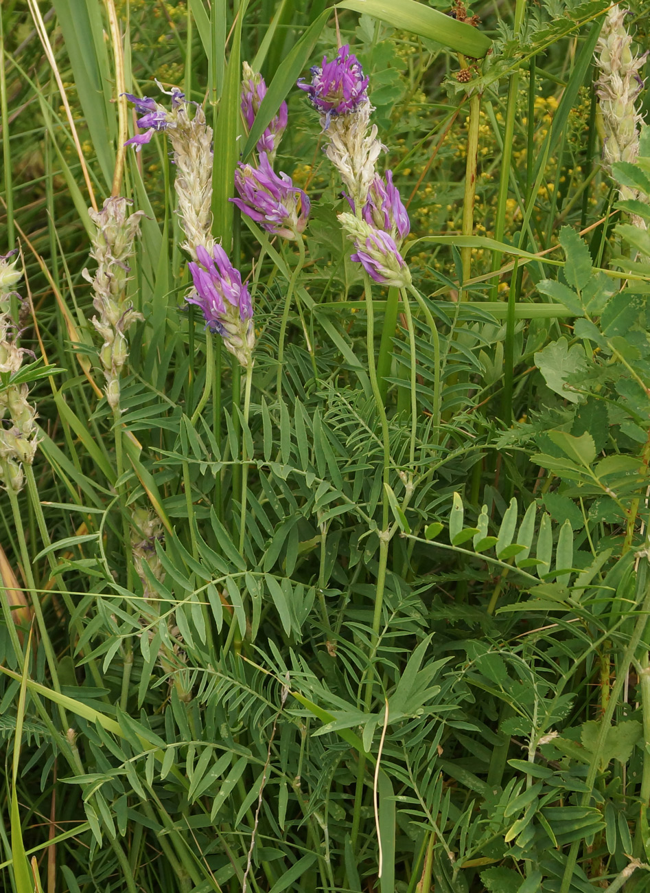 Изображение особи Astragalus onobrychis.