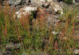 Rumex acetosella