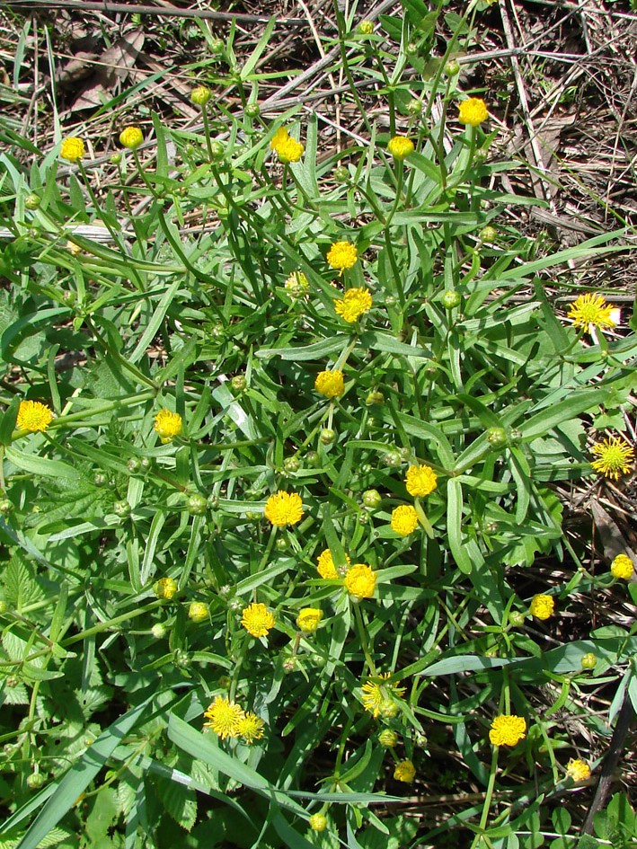 Image of Ranunculus auricomus specimen.