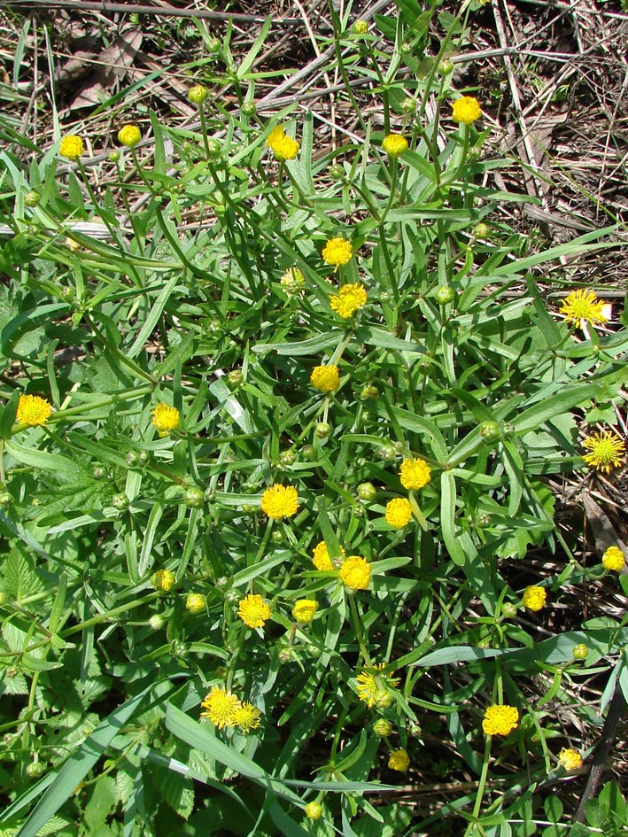 Изображение особи Ranunculus auricomus.