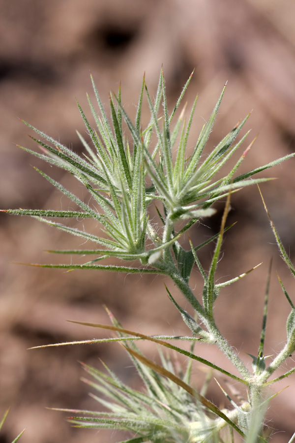 Изображение особи Ceratocarpus arenarius.