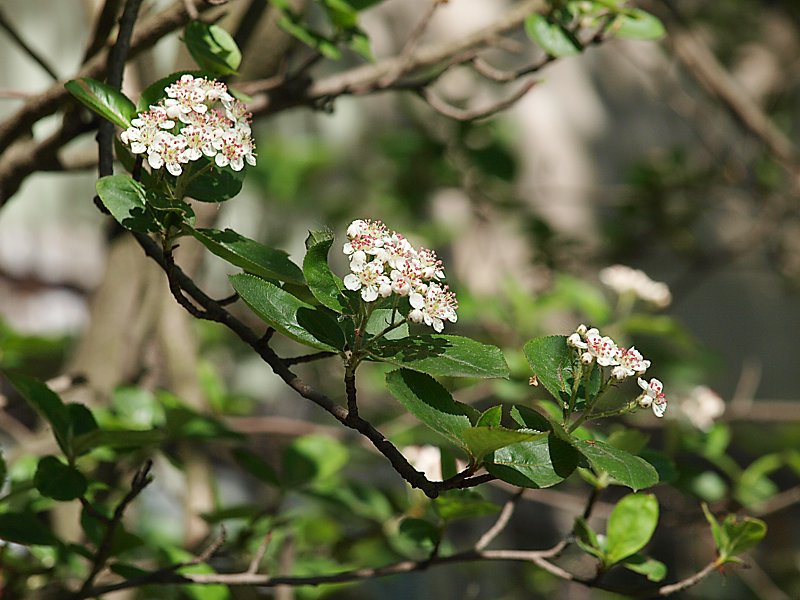 Изображение особи &times; Sorbaronia mitschurinii.