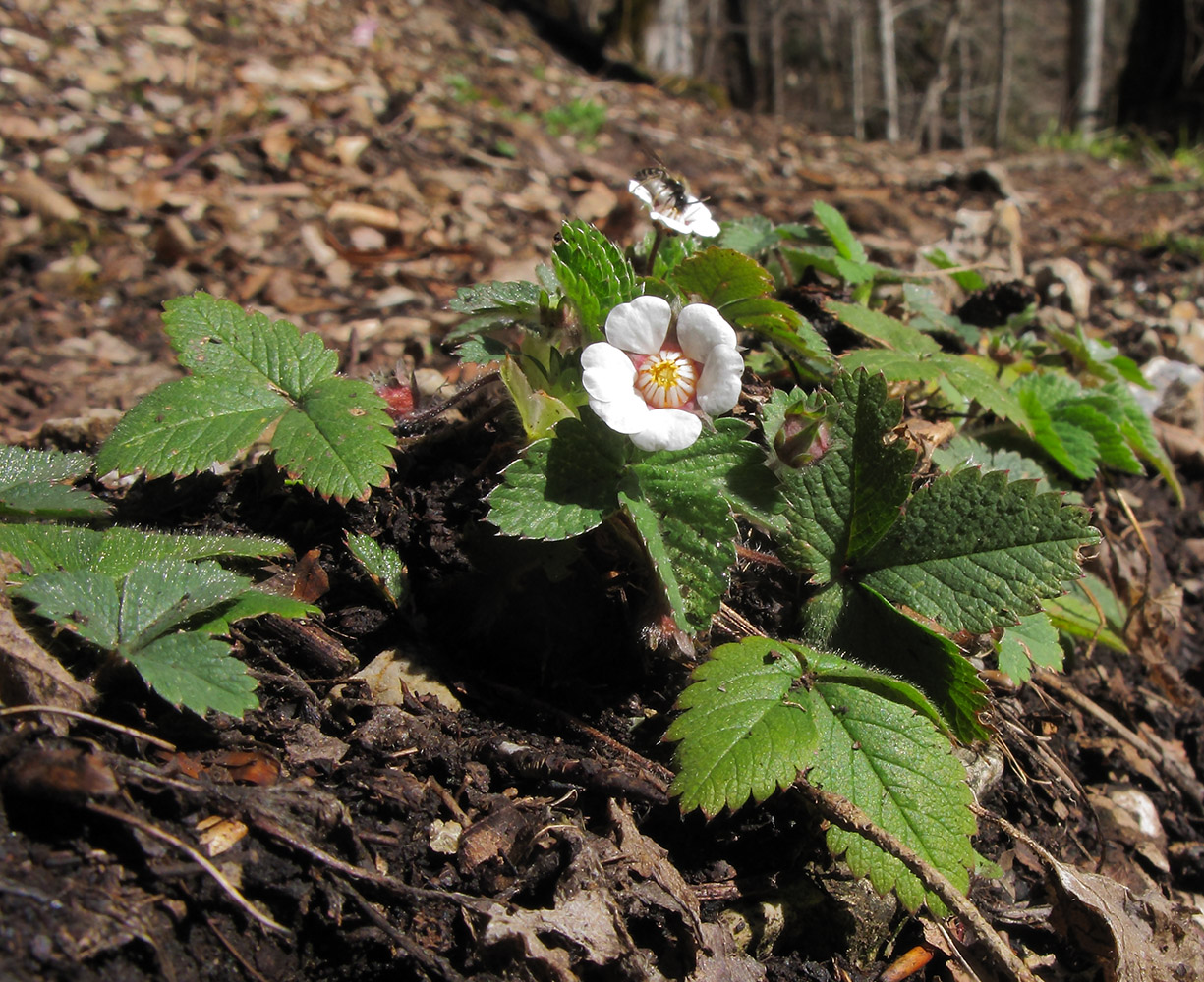 Изображение особи Potentilla micrantha.