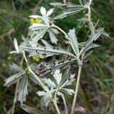 Potentilla heidenreichii. Листья (нижняя сторона) с грибковыми поражениями. Челябинская обл., окр. г. Челябинск, Золотая горка, обочина дороги в берёзовом лесу. 24.08.2015.