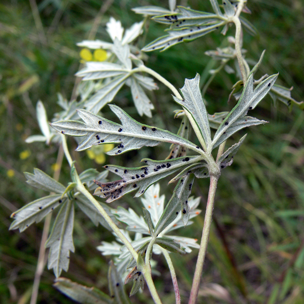 Image of Potentilla heidenreichii specimen.
