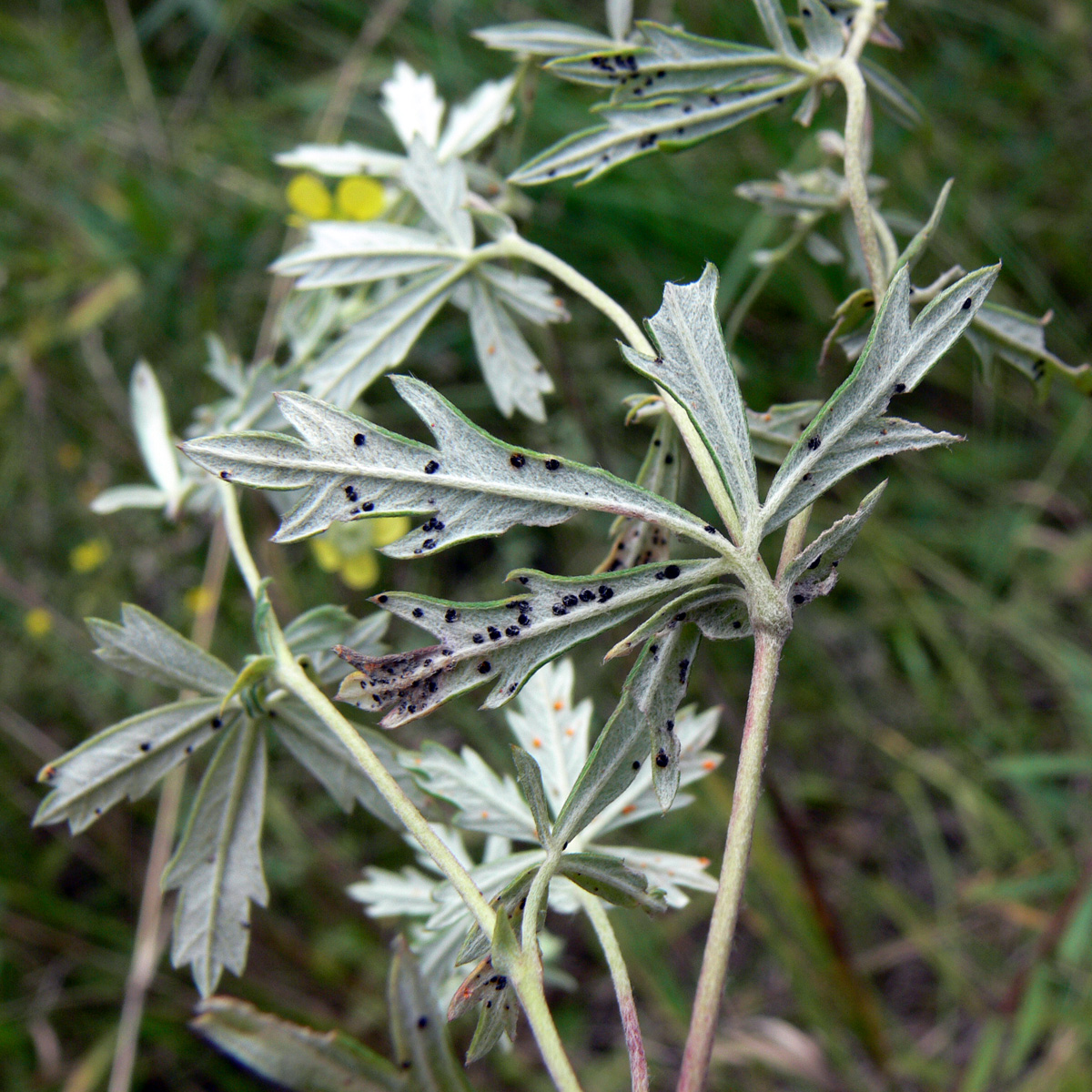 Изображение особи Potentilla heidenreichii.