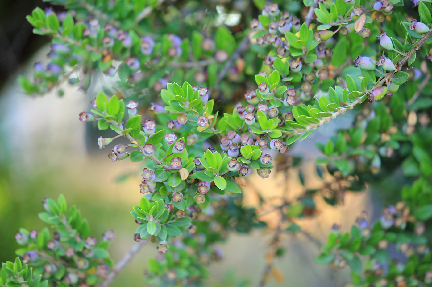 Image of Myrtus communis specimen.