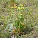 Potentilla tanacetifolia