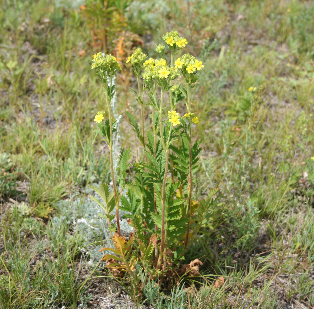 Изображение особи Potentilla tanacetifolia.