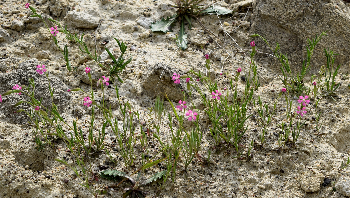 Image of Pleconax conica specimen.